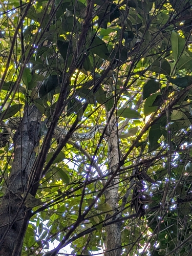 Coastal Carpet Python sighting