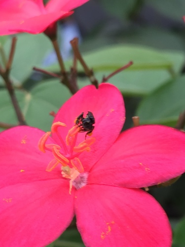 West African Slender-Stingless Bee