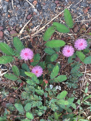Sensitive Plant