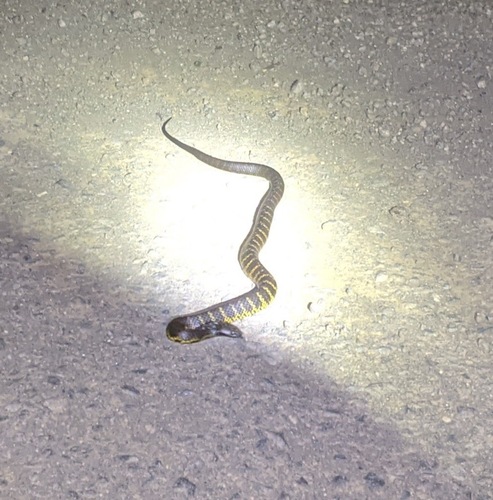 Tiger Snake sighting