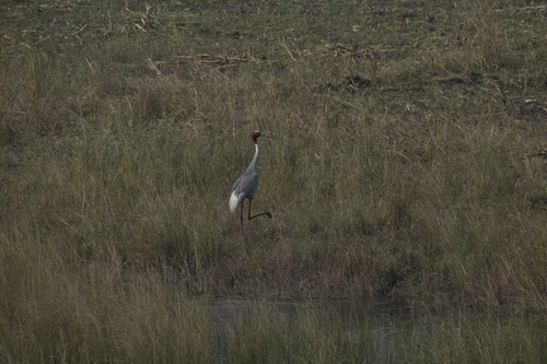 Sarus Crane