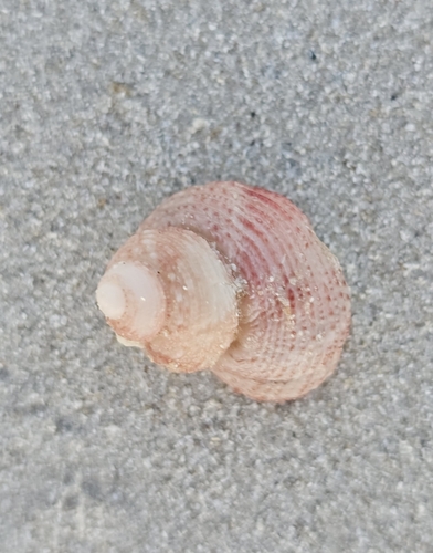 Euchelus atratus