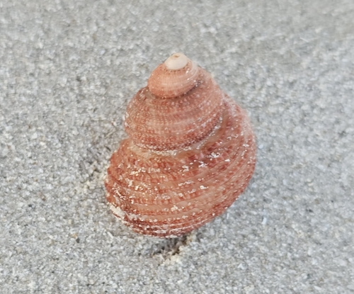 Euchelus atratus