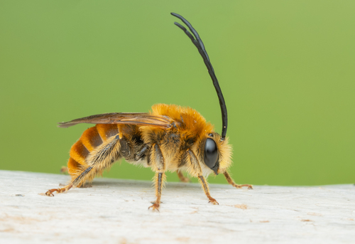 Eucera chrysopyga