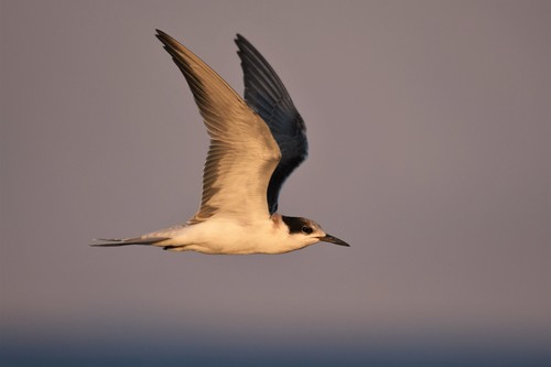 White-cheeked Tern