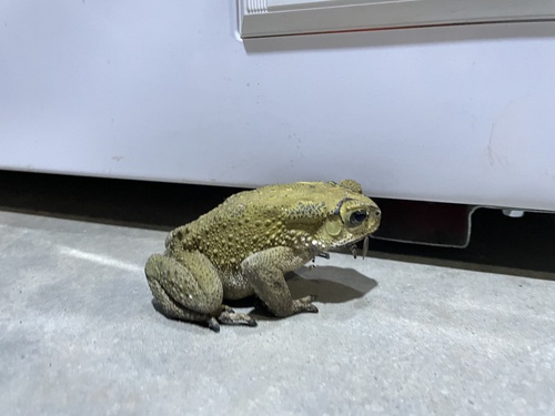 Asian Common Toad