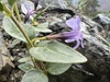 Vinca soneri - Photo (c) mustafa gökmen, all rights reserved, uploaded by mustafa gökmen