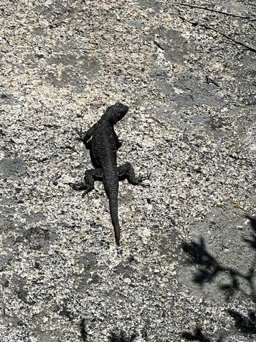 iNaturalist observation photo of Western Fence Lizard