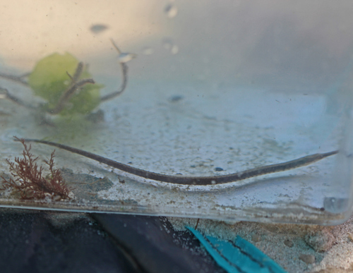 Northern Pipefish