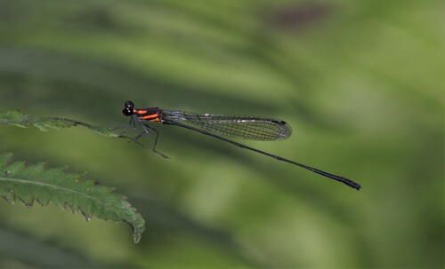 Western Red-banded Threadtail