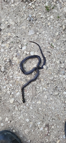 Aesculapian Snake