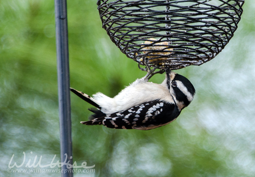 Downy Woodpecker