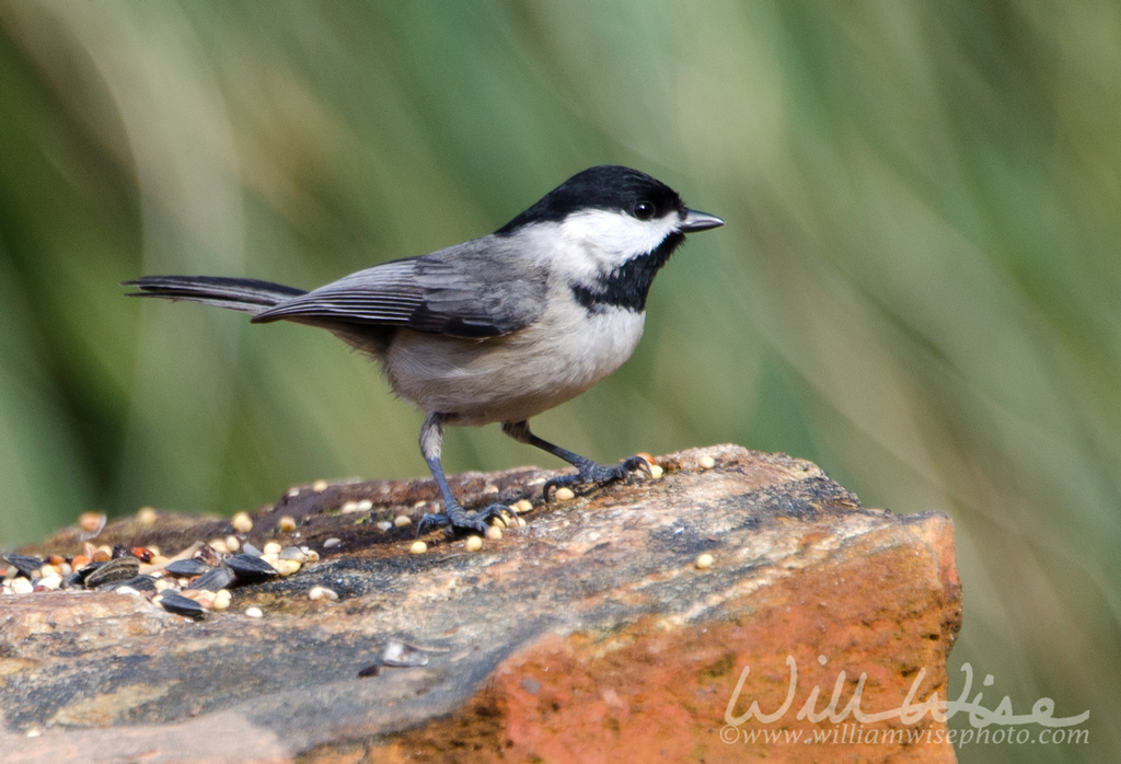 Carolina Chickadee