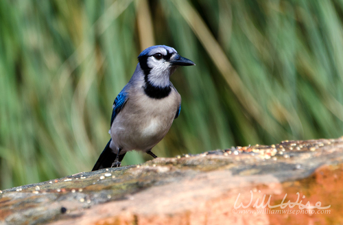 Blue Jay