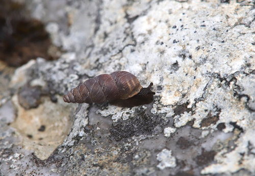 Chondrina arcadica