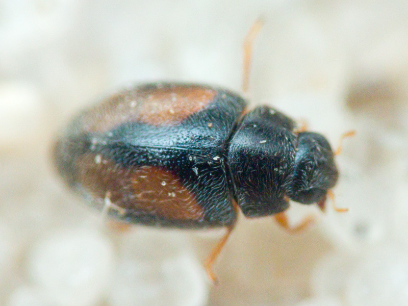 Coccinellidae