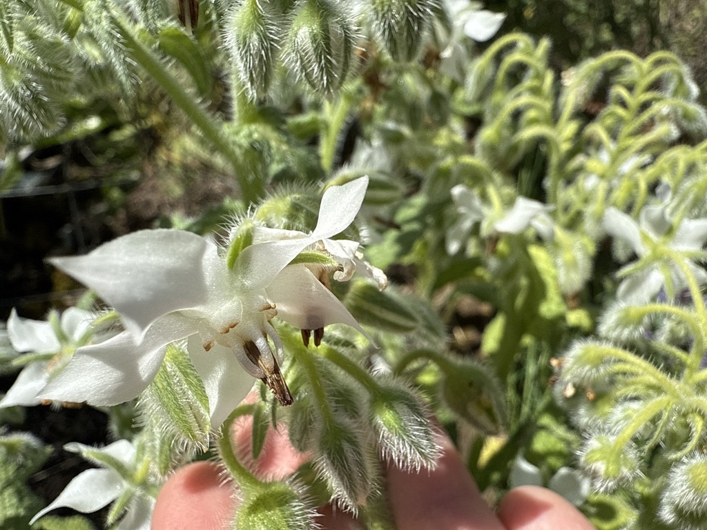 Borago