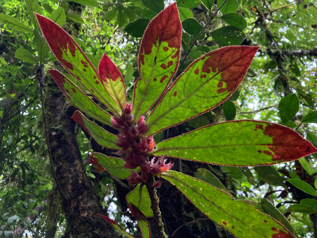 Columnea pectinata