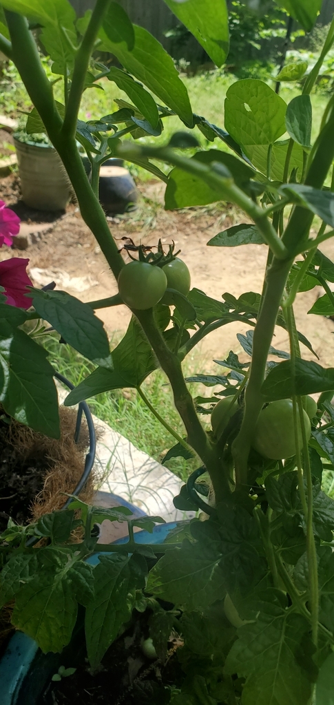 Solanum lycopersicum