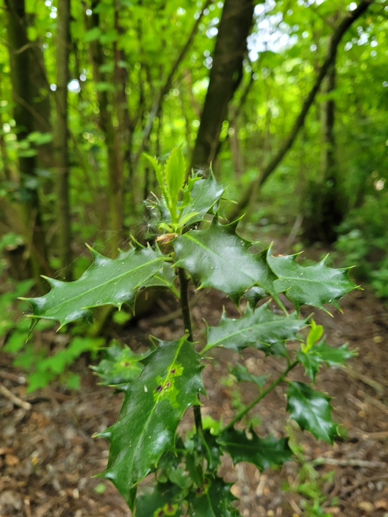Ilex