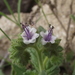 Stout Phacelia - Photo (c) Aaron Balam, all rights reserved, uploaded by Aaron Balam