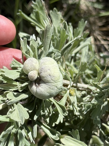 Unknown species found near Sawtooth National Forest, Ketchum, ID, US