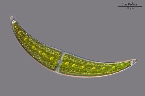Closterium moniliferum