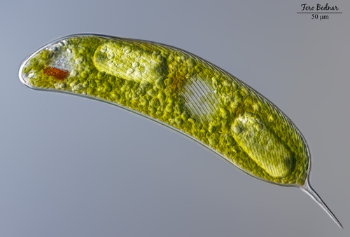 Lepocinclis oxyuris