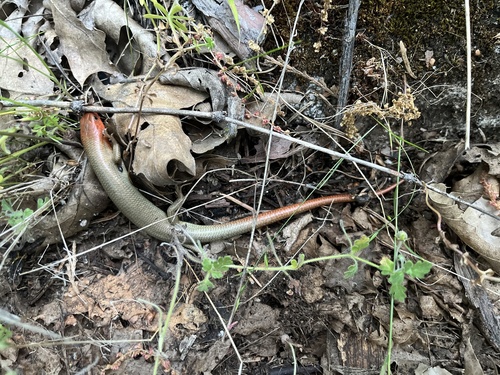 iNaturalist observation photo of Gilbert's Skink