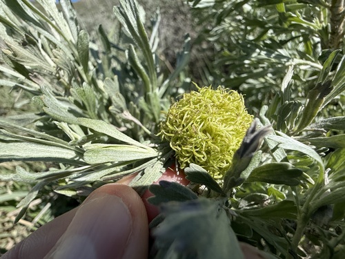 Unknown species found near Sawtooth National Forest, Ketchum, ID, US