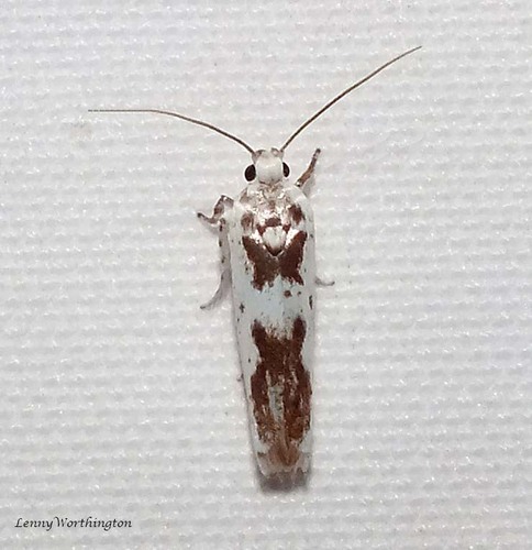 Callithrinca angoonae