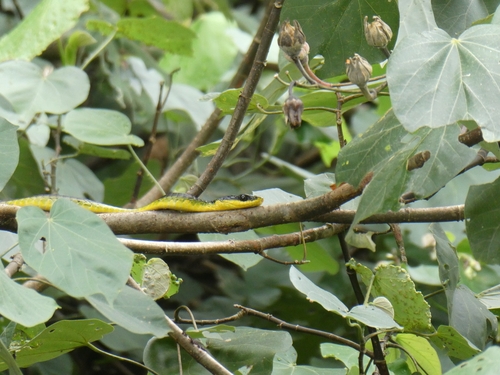 Common Tree Snake sighting