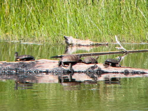 iNaturalist observation photo of Northwestern Pond Turtle