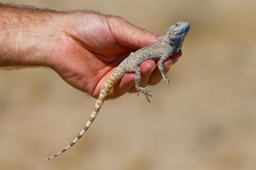 Trapelus agilis (Olivier, 1807)