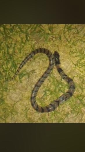 Angolan Coral Snake from Karas Region, Namibia on September 18, 2024 by ...