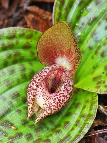 Cypripedium lichiangense