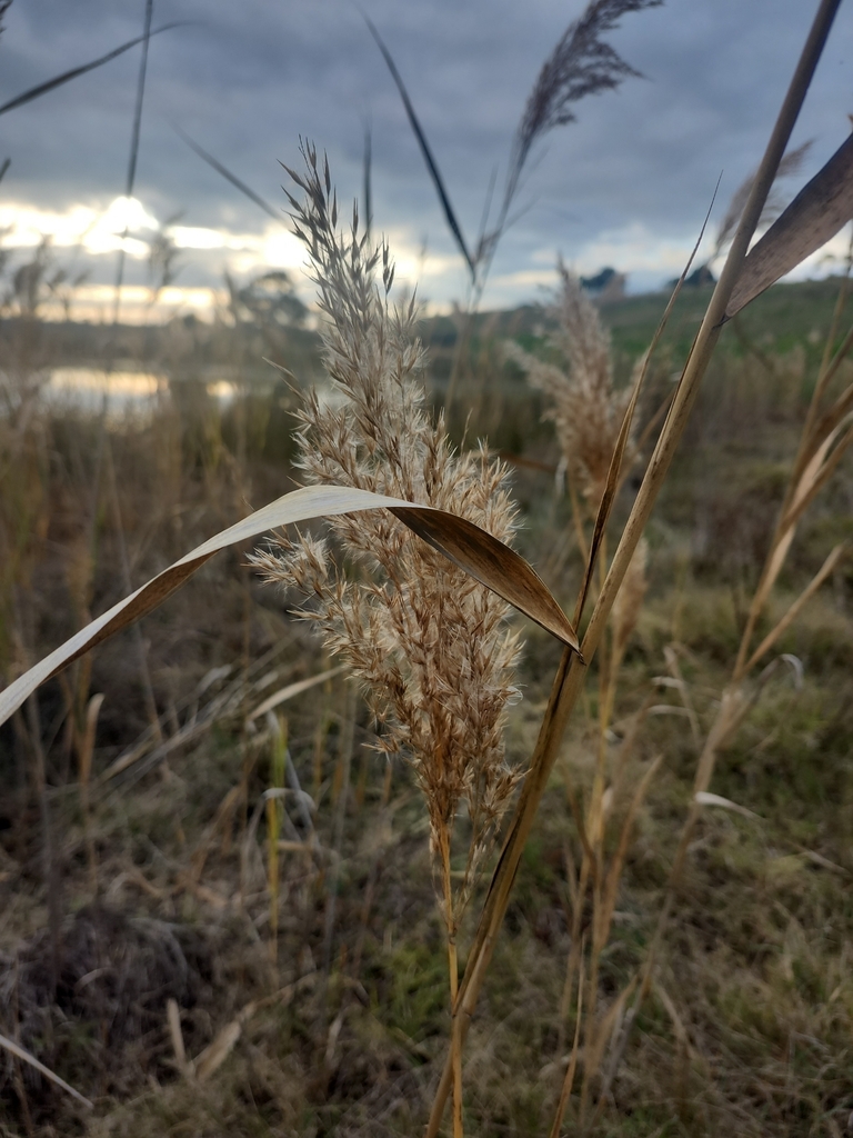 Phragmites australis