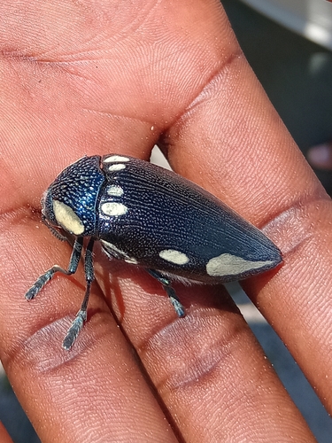 Giant Jewel Beetle