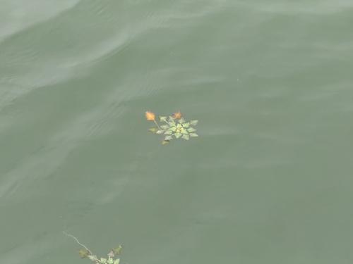 Water caltrop