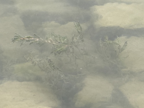 Curly-leaf Pondweed
