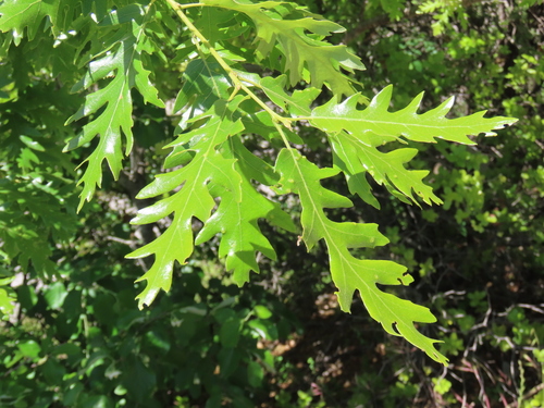Turkey Oak