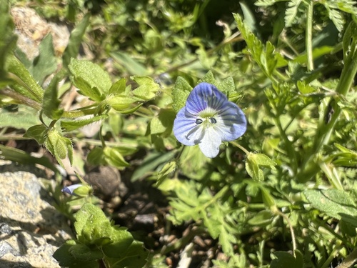 bird's-eye speedwell