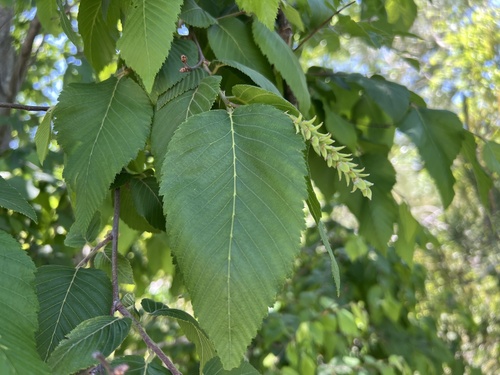 European Hop-hornbeam