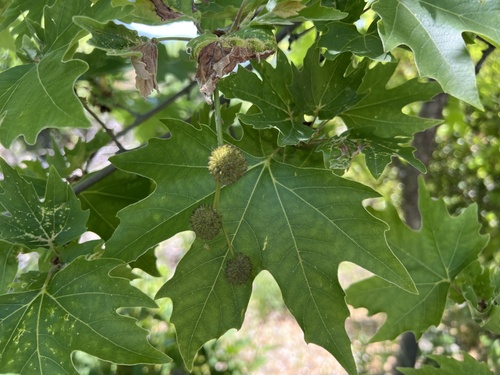 Oriental Plane