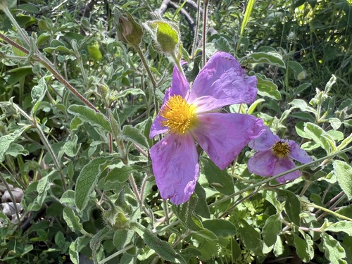 Hoary Rock-rose