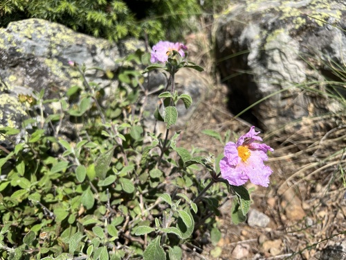 Hoary Rock-rose