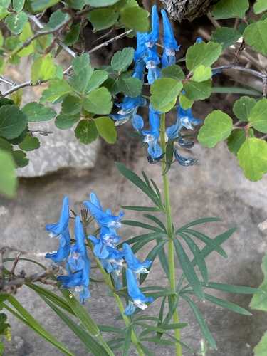 Corydalis giraldii