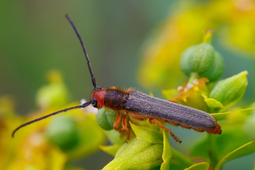 Oberea erythrocephala (Schrank, 1776)