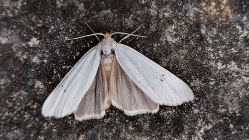 Coscinia chrysocephala