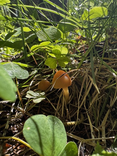 Наблюдение на iNaturalist